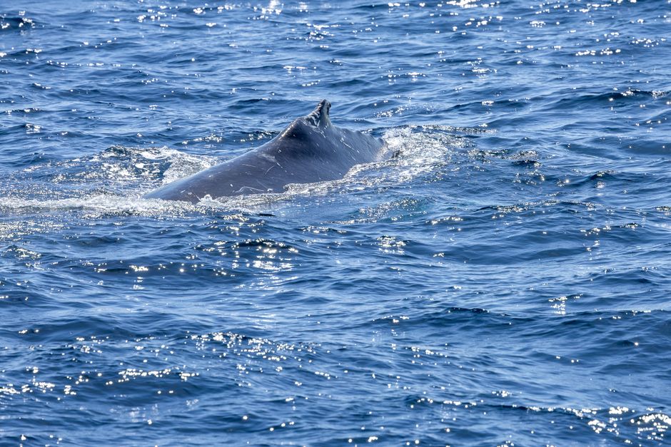Reading Moby-Dick in New Bedford: A Pilgrimage to the Whaling City